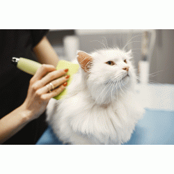 How to start a Mobile Grooming Buisiness